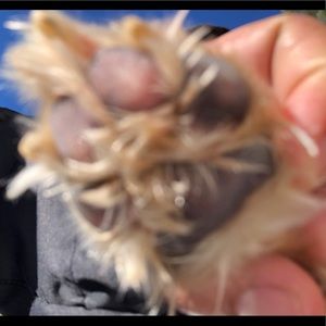 Meet your Posher, Marie